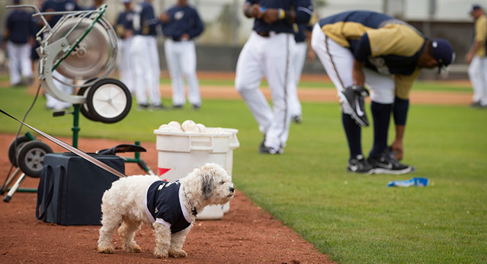 Hank the ballpark pup is still Hank. The Brewers just went all-in