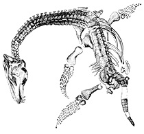 drawing of a plesiosaur skeleton