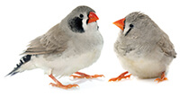 A pair of zebra finches