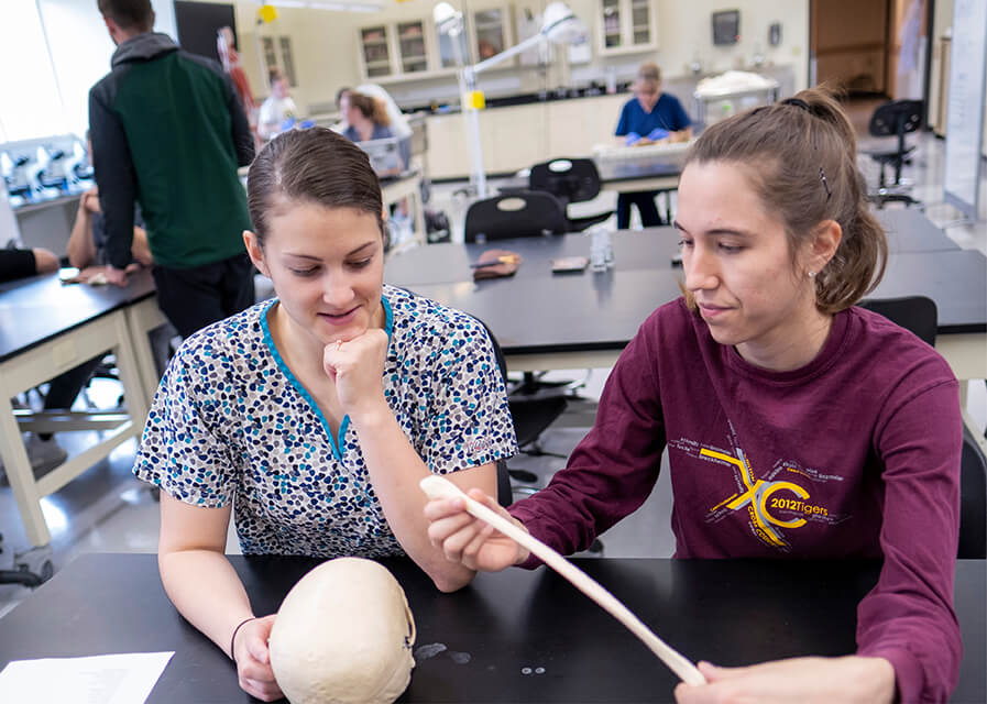 Two students inspecting models of a skull and bone.