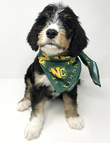 SNC Puppy